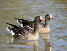 Lesser White-Fronted Goose (WWT Slimbridge March 2011) - pic by Nigel Key